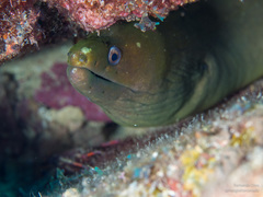 Gymnothorax castaneus