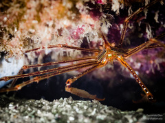 Stenorhynchus debilis