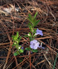 Dyschoriste oblongifolia