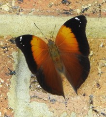 Doleschallia bisaltide australis