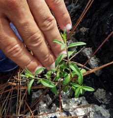 Brickellia eupatorioides floridana