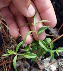 Brickellia eupatorioides floridana
