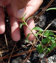 Brickellia eupatorioides floridana