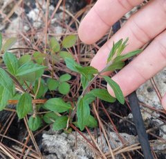 Brickellia eupatorioides floridana