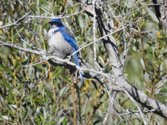 Aphelocoma insularis