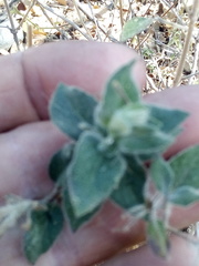 Ruellia hirsutoglandulosa