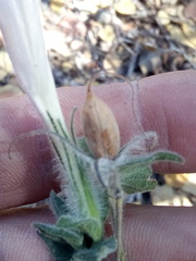 Ruellia hirsutoglandulosa