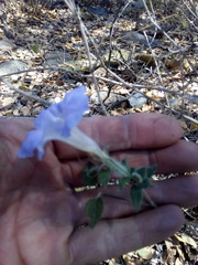 Ruellia hirsutoglandulosa