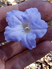 Ruellia hirsutoglandulosa