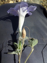 Ruellia hirsutoglandulosa