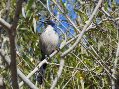 Aphelocoma insularis