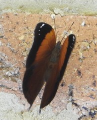 Doleschallia bisaltide australis