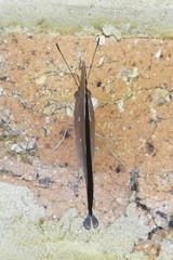 Doleschallia bisaltide australis