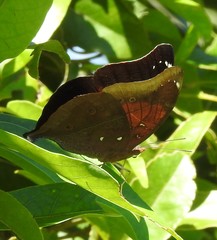 Doleschallia bisaltide australis