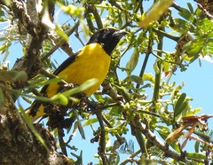 Euphonia trinitatis