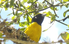 Euphonia trinitatis