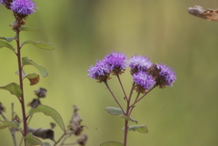 Vernonia alamanii
