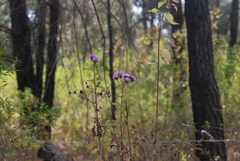 Vernonia alamanii