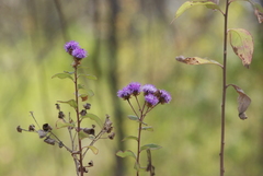 Vernonia alamanii