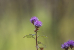 Vernonia alamanii