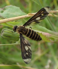 Comptosia ocellata
