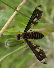 Comptosia ocellata