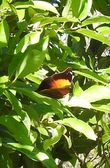 Doleschallia bisaltide australis