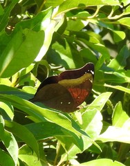 Doleschallia bisaltide australis