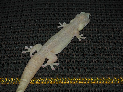 Plain Tree Gehyra, Gehyra gemina