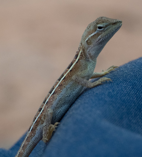 Pindan (Two-line) Dragon, Diporiphora pindan