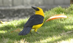 Gymnomystax mexicanus
