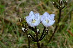Gentianella bawbawensis