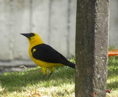 Gymnomystax mexicanus