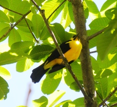 Gymnomystax mexicanus