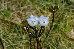 Gentianella bawbawensis