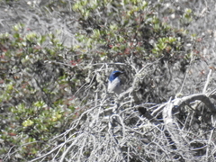 Aphelocoma insularis