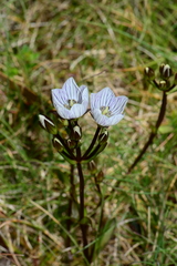 Gentianella bawbawensis