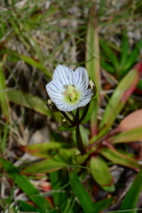 Gentianella bawbawensis