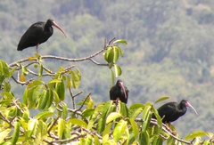 Phimosus infuscatus berlepschi