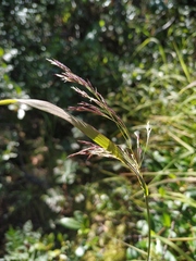 Calamagrostis purpurea