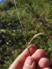 Calamagrostis purpurea