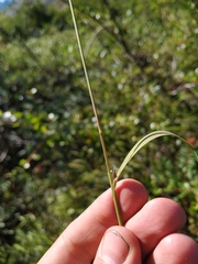 Calamagrostis purpurea