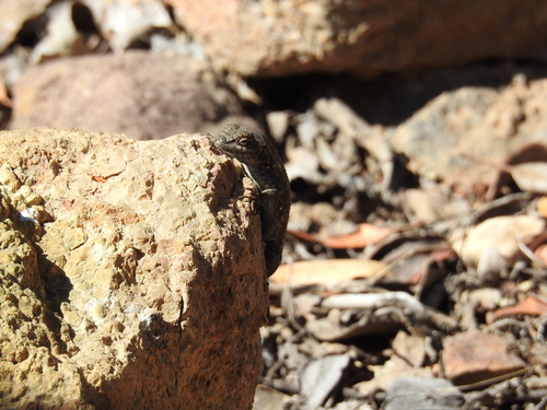 Island Fence Lizard