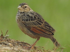 Mirafra assamica
