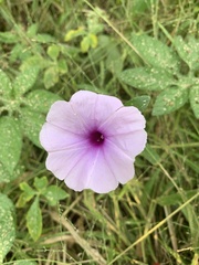 Ipomoea pes-tigridis pes-tigridis
