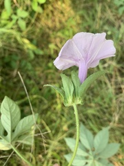 Ipomoea pes-tigridis pes-tigridis