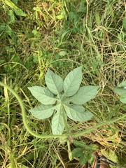 Ipomoea pes-tigridis pes-tigridis