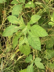 Ipomoea pes-tigridis pes-tigridis