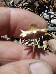 Sanvitalia fruticosa