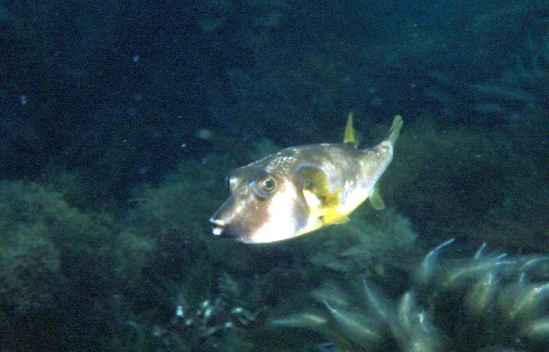Bluespotted toadfish (Omegophora cyanopunctata) — Tetraodontidae